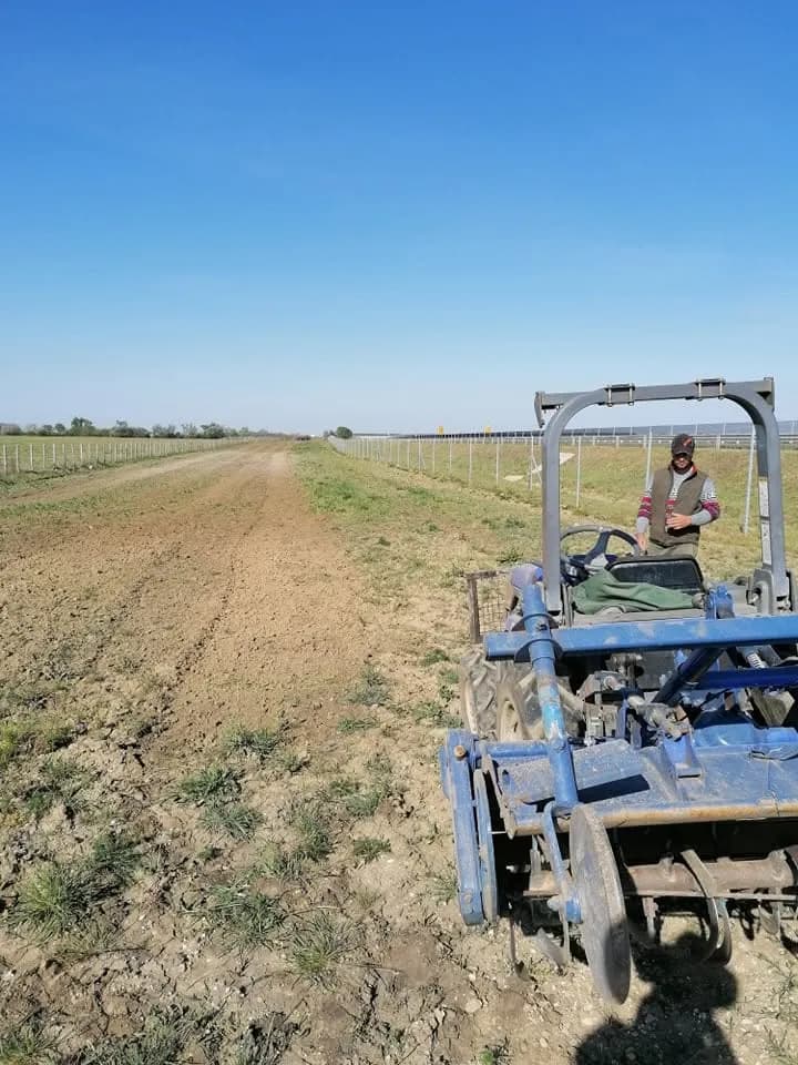 Kistraktor láncos szárzúzóval a fasorok között, a háttérben fiatal erdő.