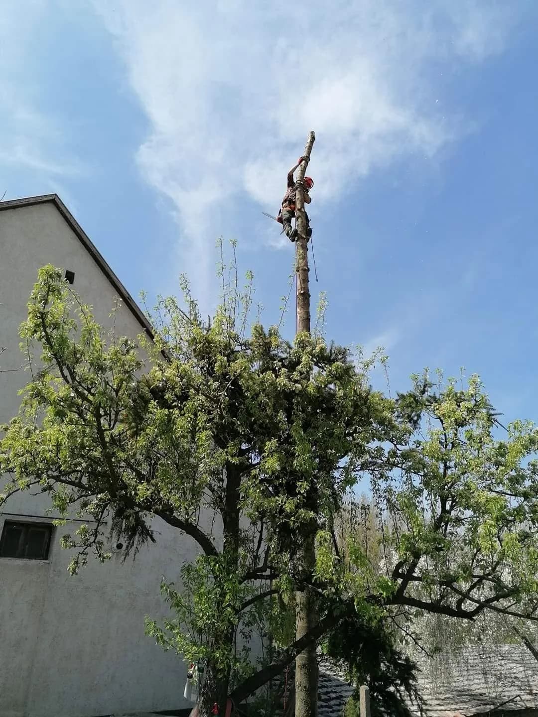 Favágó sisakban és hevederben egy magas fa törzsén dolgozik, közvetlenül egy épület mellett.