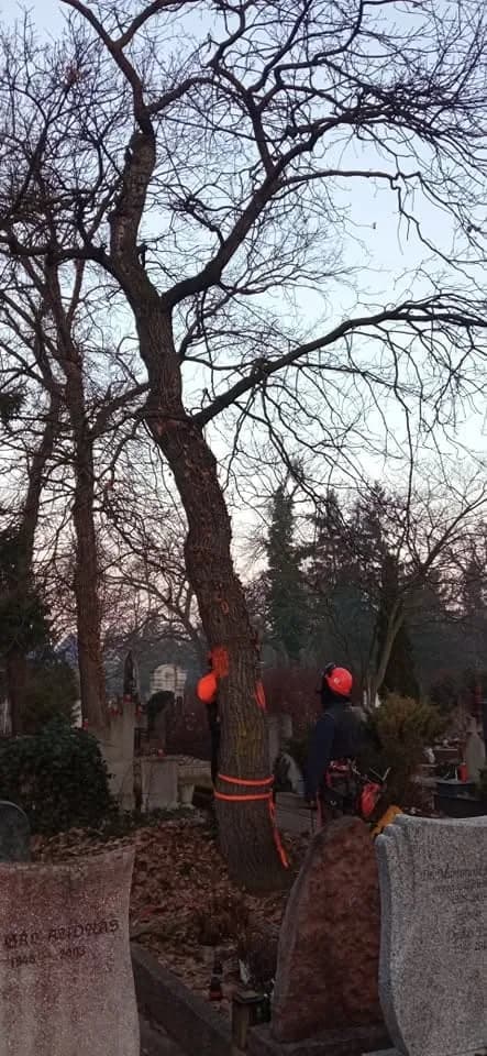 Alpinista favágó sisakban és vágásbiztos ruhában egy magas fán, alatta sírkövek.