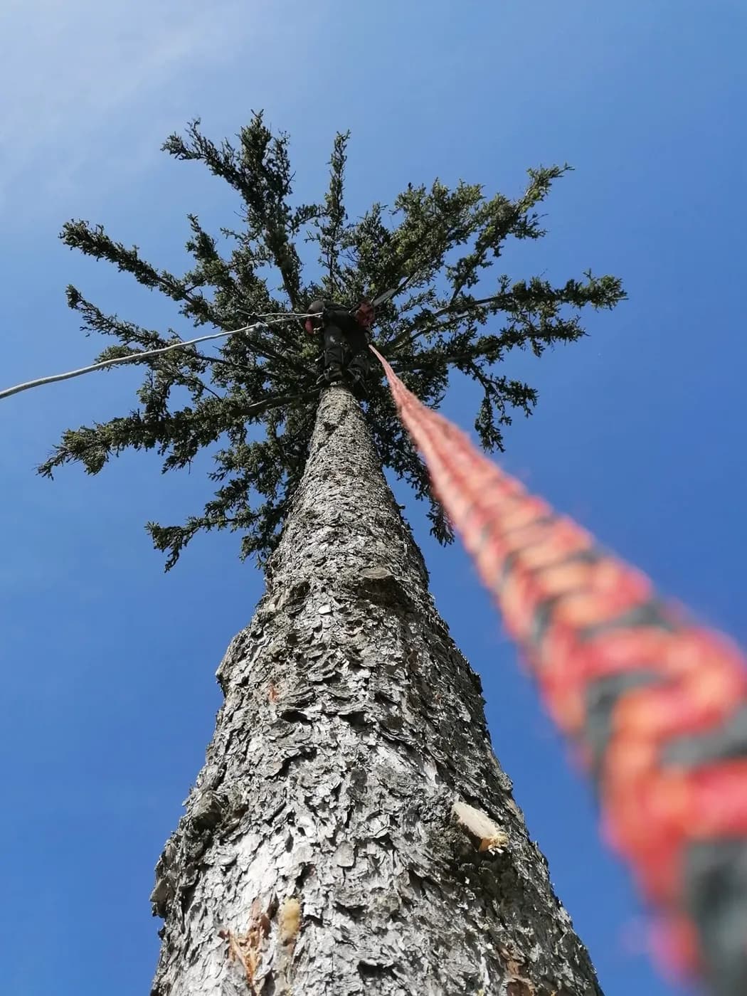 Alpinista a fenyő koronájában, alulról, piros kötél az előtérben.