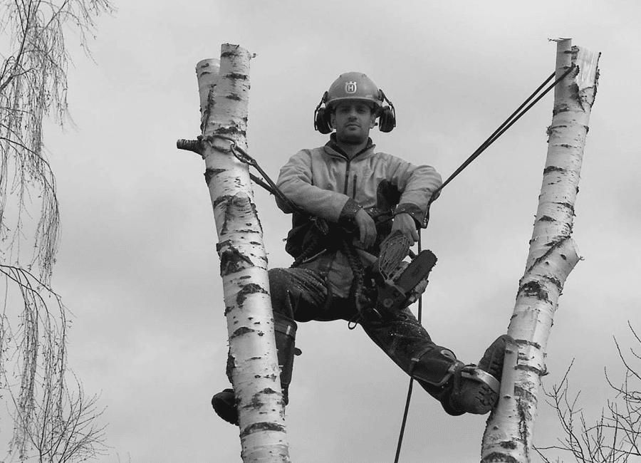 Alpinista favágó nyírfán, sisakban és hevederben