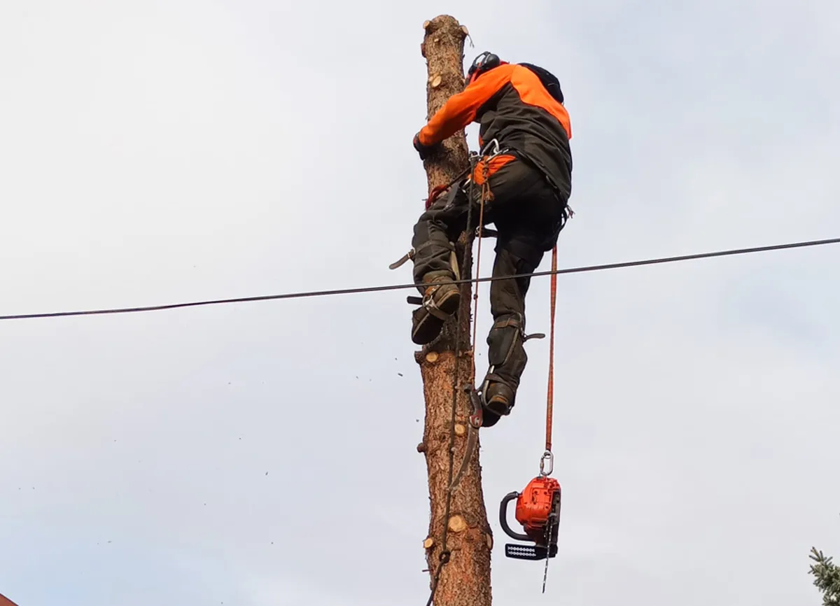 Alpinista a törzsön, a villanyvezeték mellett, alatta lógó motorfűrésszel.